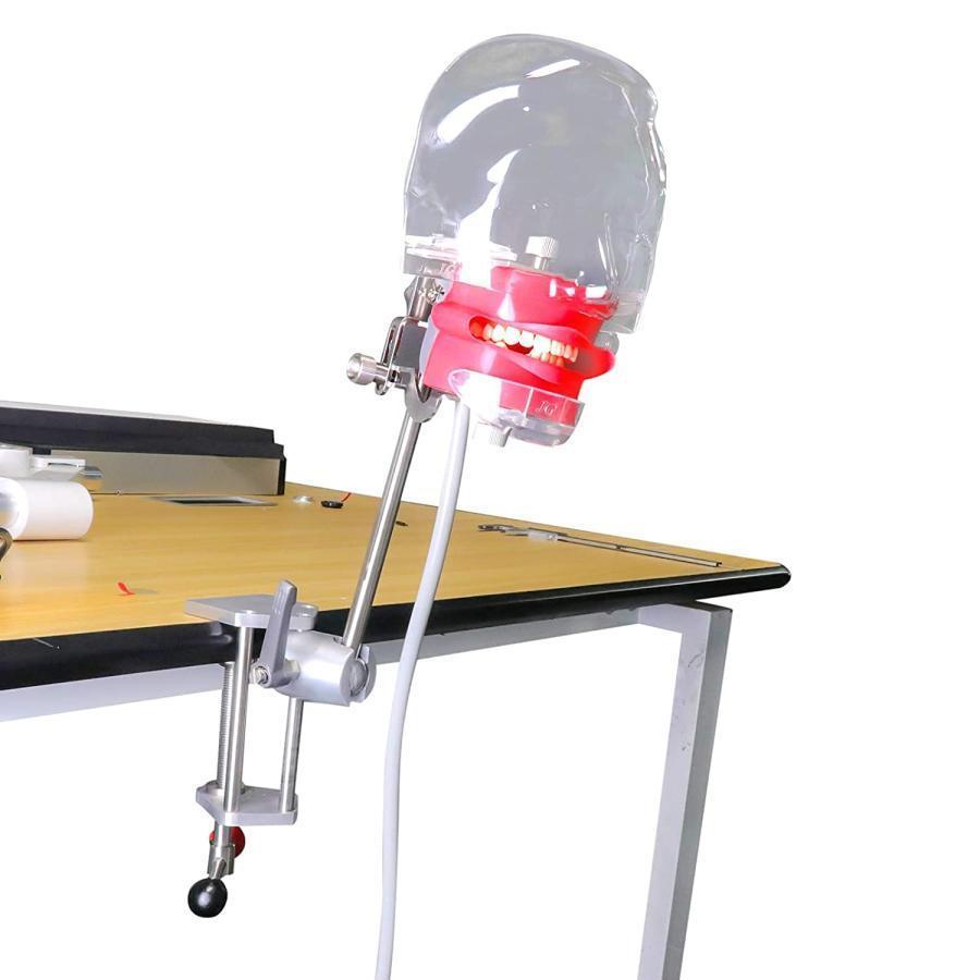 ファントムヘッド シミュレーター 人体モデル 歯モデル 模型 プラスチック 教育用 取り付けシート付き (テーブルに固定可能)